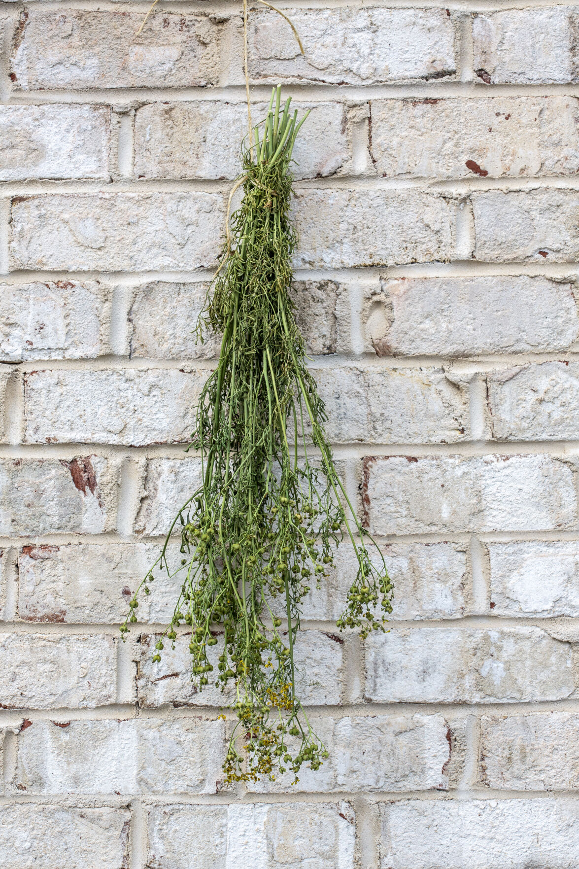 Dried Herbs